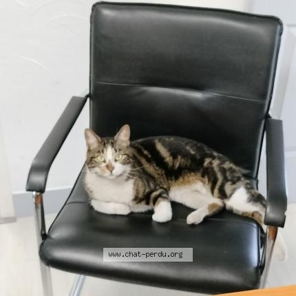 Photo de chat trouvé à Livry Gargan