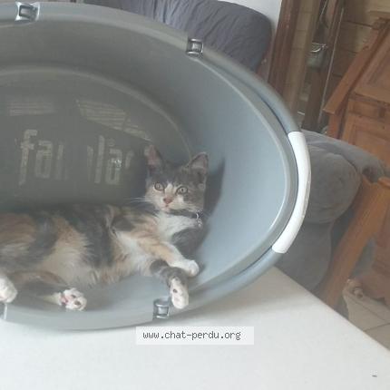 Photo de chat perdu à Grasse