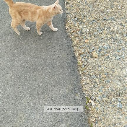 Photo 1/1 Chat retrouvé Perdu à Le mans