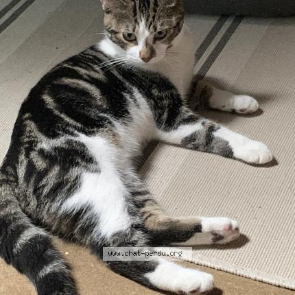 Photo 1/1 Chat retrouvé Perdu à Herouville Saint Clair