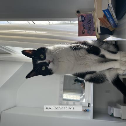 Photo 2/2 Chat retrouvé Perdu à Etobicoke