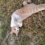 Photo de chat trouvé à Mionnay