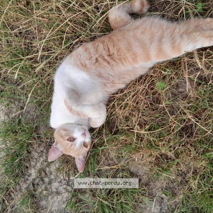 Photo 1/1 Chat retrouvé Trouvé à Mionnay