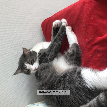 Photo 1/1 Chat retrouvé Perdu à Fontenay le fleury