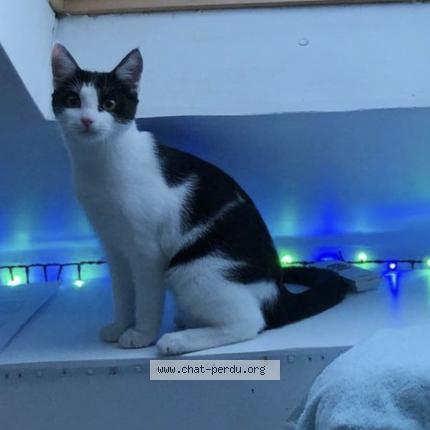 Photo 1/1 Chat retrouvé Perdu à Angers