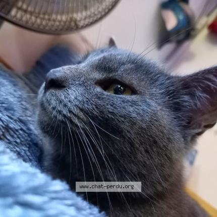 Photo de chat perdu à Belin Beliet