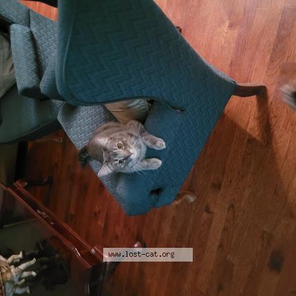 Photo 1/1 Chat retrouvé Perdu à Stittsville