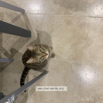 Photo de chat perdu à Les Issambres