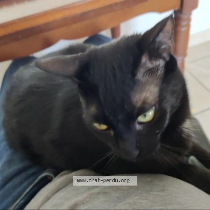 Photo de chat perdu à Rodez