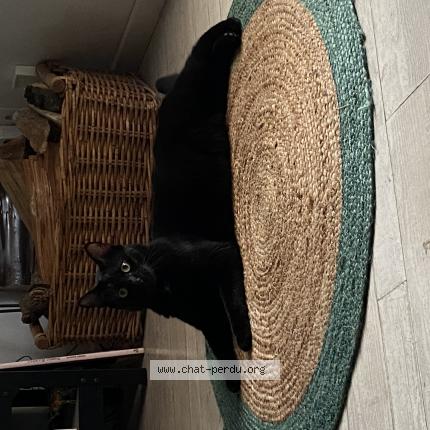 Photo de chat perdu à Survilliers