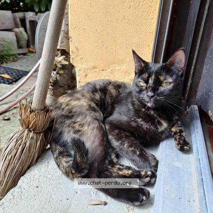 Photo de chat perdu à Strasbourg