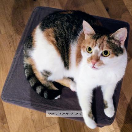 Photo de chat perdu à Saint Philibert