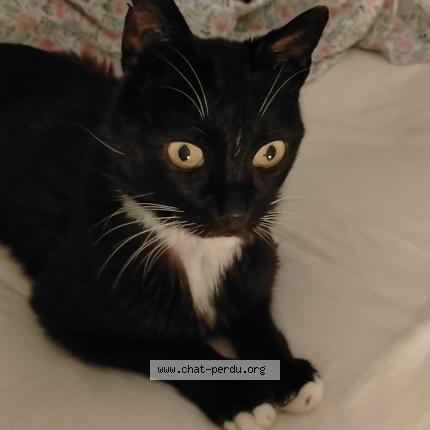 Photo 1/1 Domino Chat perdu à Ollioules