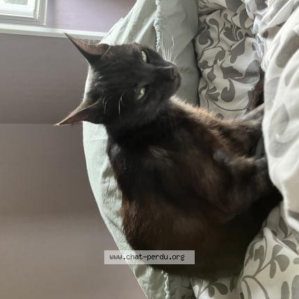 Photo de chat perdu à Vieux