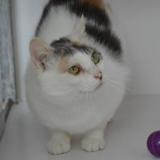 Photo de chat perdu à Brest