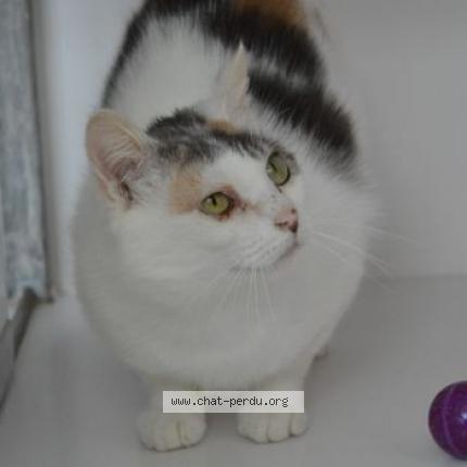 Photo 1/1 Morticia Chat perdu à Brest