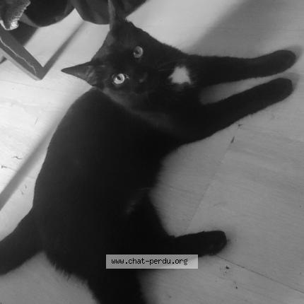 Photo 1/1 Chat retrouvé Perdu à 65000 Tarbes