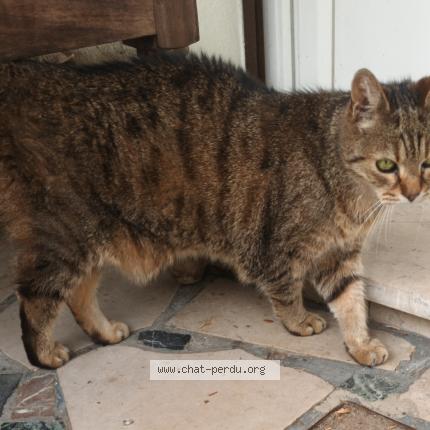 Photo 1/1 Chat retrouvé Trouvé à Strasbourg