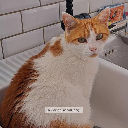 Photo 1/1 Chat retrouvé Perdu à Royan