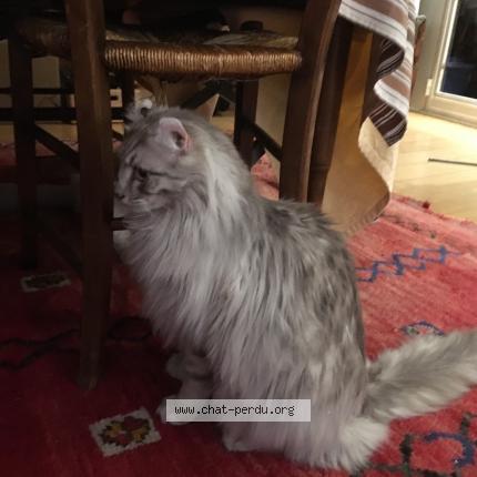 Photo de chat perdu à La Colle Sur Loup