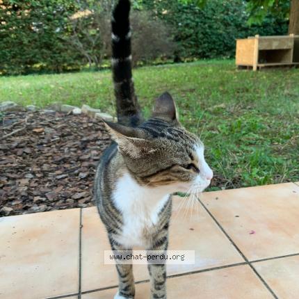 Photo de chat perdu à Oullins
