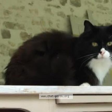 Photo de chat perdu à Bourron Marlotte