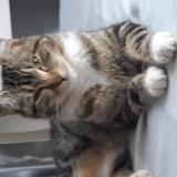 Photo de chat perdu à Tramoyes