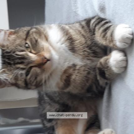 Photo 1/1 Chat retrouvé Perdu à Tramoyes
