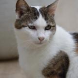 Photo de chat perdu à Pregnin