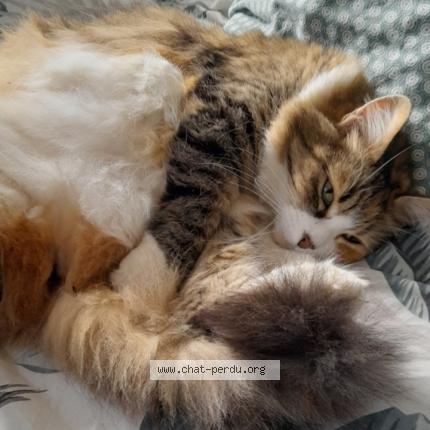 Photo de chat perdu à Septeme