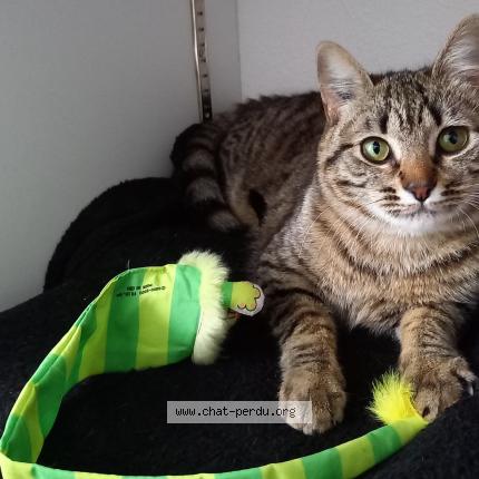 Photo 1/1 Alba Chat perdu à Grisolles