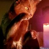 Photo de chat perdu à Whitchurch Stouffville