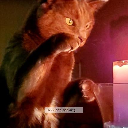 Photo 1/1 Chat retrouvé Perdu à Whitchurch stouffville