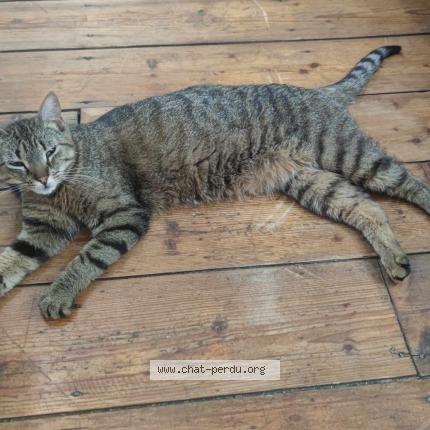 Photo de chat perdu à Verneuil En Halatte