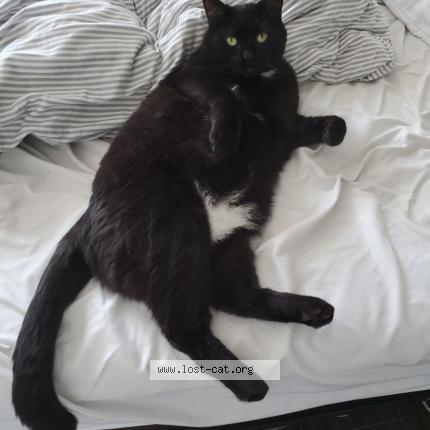 Photo 1/1 Chat retrouvé Perdu à Orleans