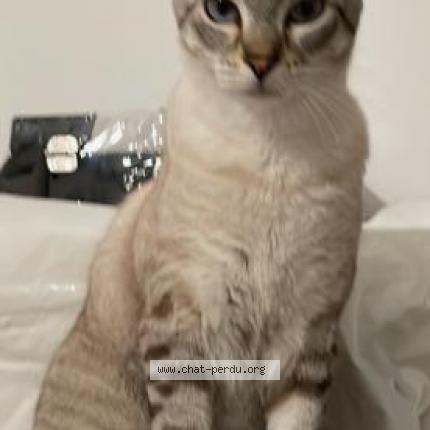 Photo 1/1 Chat retrouvé Perdu à Lalbenque