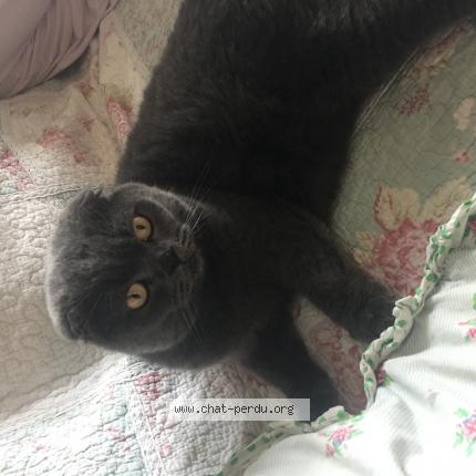 Photo de chat perdu à Champigny Sur Marne