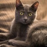 Photo de chat perdu à Villiers Saint Frederic