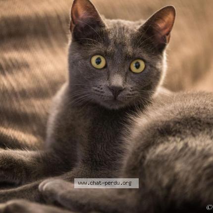 Photo 1/1 Chat retrouvé Perdu à Villiers saint frederic