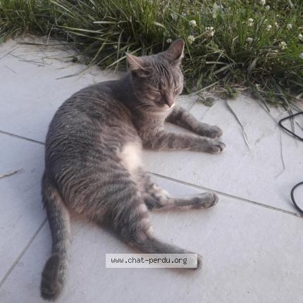 Photo 1/1 Chat retrouvé Perdu à Neuville Sur Saone