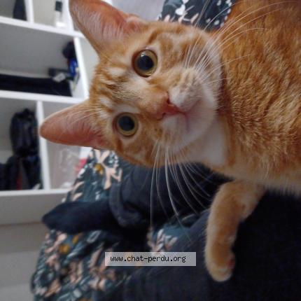 Photo de chat perdu à Riom