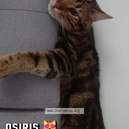 Photo de chat perdu à Dammartin En Goele