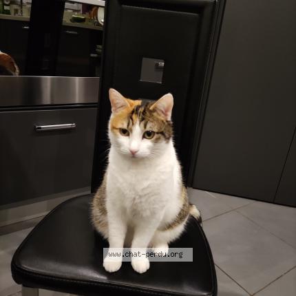 Photo de chat perdu à Cambrai