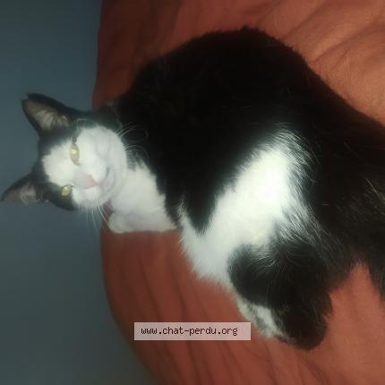 Photo 1/1 Chat retrouvé Perdu à Caudan