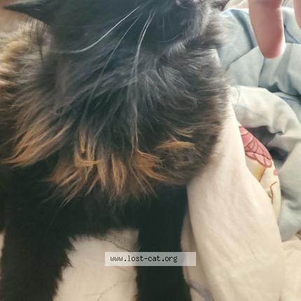 Photo 1/1 Chat retrouvé Perdu à Campbell river