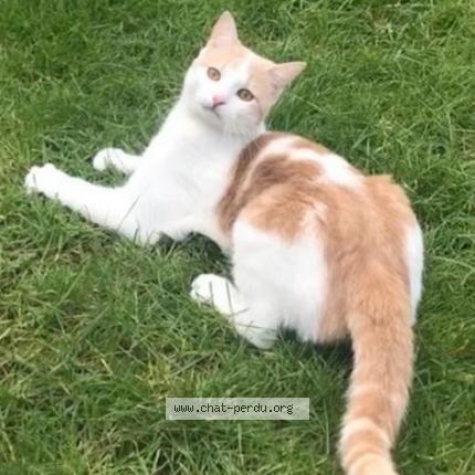 Photo de chat perdu à Roubaix