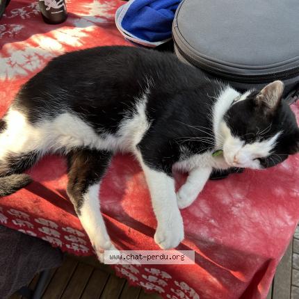 Photo de chat perdu à Soisy Sous Montmorency