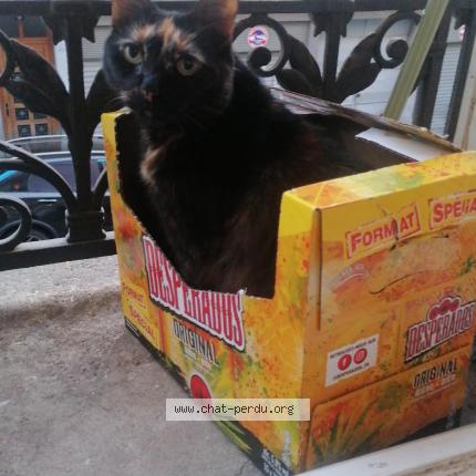 Photo 1/2 Chat retrouvé Perdu à Paris