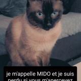 Photo de chat perdu à Acheres