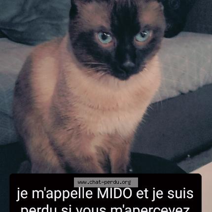 Photo 1/1 Chat retrouvé Perdu à Acheres